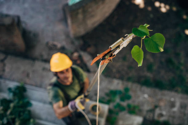 The Steps Involved in Our Tree Care Process in Coopersburg, PA